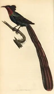 Paradis Prints: Arfak astrapia, Astrapia nigra