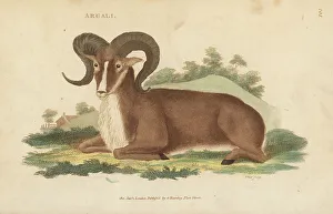 Argali, Ovis ammon