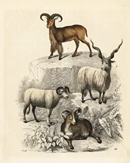 Aries Collection: Argali, sheep, Racka sheep and Barbary sheep