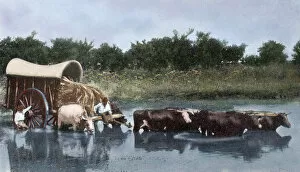 Argentinean Collection: Argentina. Yoke of oxen wading a lagoon