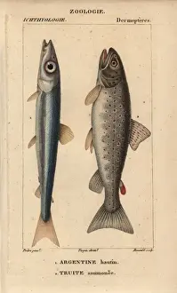 Hippolyte Prints: Argentine, Argentina sphyraena, and lake trout, Salmo trutta