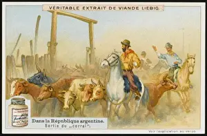 Corral Prints: Argentine Cattle Drive
