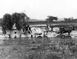 Unfortunate Prints: Argentinian Farmer