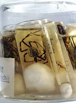 Araneae Gallery: Argiope bruennichi, wasp spider