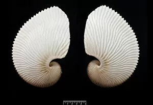 Mollusca Collection: Argonauta hians, brown paper nautilus