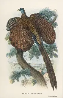 Argus Pheasant