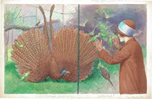 Displaying Prints: Argus Pheasant, displaying at London Zoo