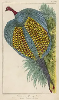 Argus Pheasants