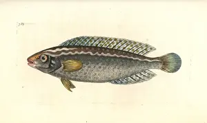 Thenaturalistsmiscellany Prints: Argus wrasse, Halichoeres argus
