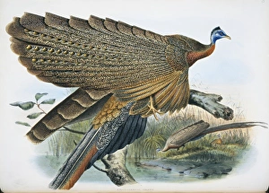 A Monograph Of The Phasianidae Gallery: Argusianus argus grayi, great argus