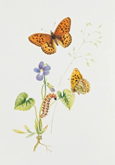 Larvae Collection: Argynnis adippe, high brown fritillary