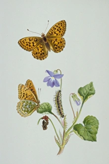 Larvae Collection: Argynnis aglaja, dark green fritillary