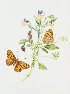 Larvae Collection: Argynnis lathonia, Queen of Spain fritillary