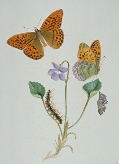 Argynnis paphia, silver-washed fritillary
