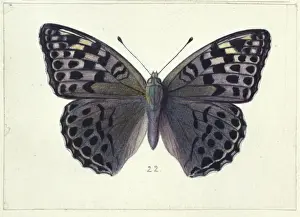 Entomological Prints: Argynnis paphia var. valezina, female silver washed fritilla