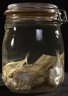 Iridescent Prints: Argyropelecus sp. hatchetfish