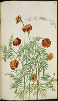 Tagetes Prints: Aricanis minor, marigold