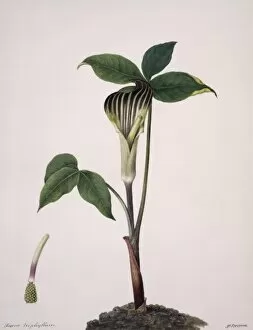 Arum Collection: Arisaema triphylla, Jack-in-the-pulpit