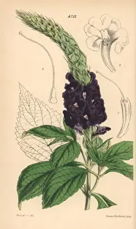 Aristate bastard vervain, Stachytarpheta aristata