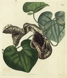 Bayswater Prints: Aristolochia cymbifera