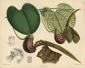 Venezuela Prints: Aristolochia hians, birthwort or Dutchman s