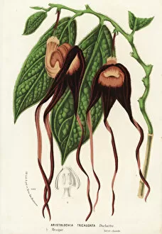 Aristolochia tricaudata. Critically endangered