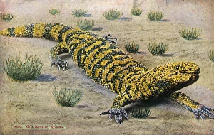 Images Dated 22nd March 2016: Arizona Desert, USA - A Gila Monster (Heloderma suspectum)
