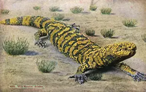Arizona Prints: Arizona Desert, USA - A Gila Monster (Heloderma suspectum)