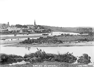 Cattle Prints: Arklow, Co. Wicklow
