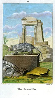 Warner Prints: Armadillo
