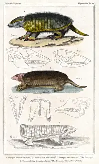 Armadillo / Animal Kingdom