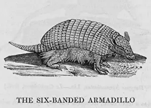Armadillo (Bewick)