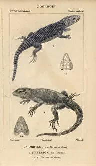 Agama Gallery: Armadillo girdled lizard, Cordylus cataphractus