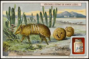 Armadillo (Liebig)