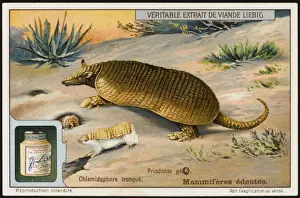 Armadillo (Liebig)