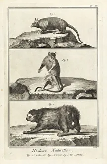1774 Prints: Armadillo, sloth and opossum