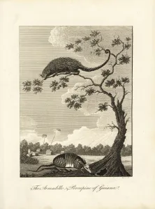 Negroes Prints: Armadillo and tree porcupine