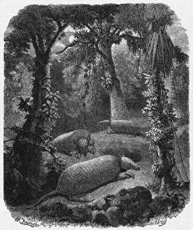 Armadillos Chez Eux