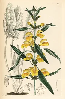 Shrubbery Gallery: Armenian Jerusalem sage, Phlomis armeniaca
