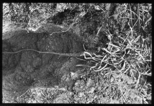 Thrift Collection: Armeria Plantaginea root