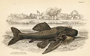 Naturalists Collection: Armored catfish species, Acanthicus hystrix