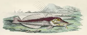 Armour Fish / 1860
