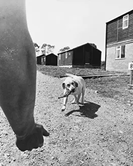Army Sniffer Dog