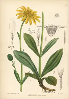 Medicinal Prints: Arnica or mountain tobacco, Arnica montana