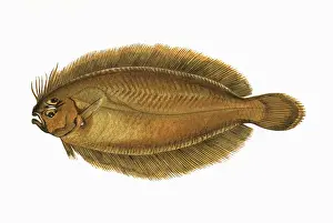 Sole Prints: Arnoglossus laterna, or Scaldfish