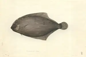 Forster Prints: Arnoglossus scapha