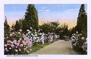 Arboretum Collection: Arnold Arboretum, Boston, Massachusetts, USA