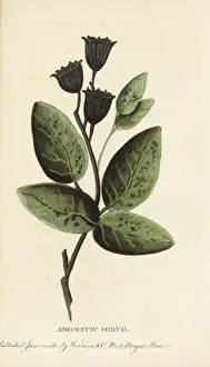 Newsouthwales Prints: Aromatic shrub of New South Wales, Australia