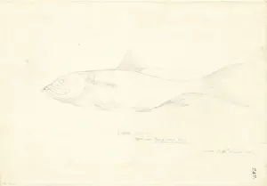 1754 1794 Prints: Arothron hispidus, stars and stripes toadfish