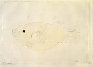 Arothron meleagris, puffer fish